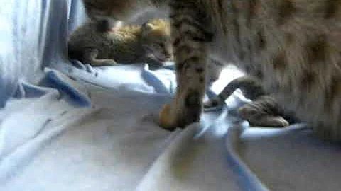 Video 11293511: savannah serval, f1 savannah kitten