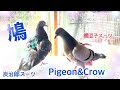 鳩♪カラス♪鬼滅カラーの中にくまモン(;^ω^)2021/2/10撮影