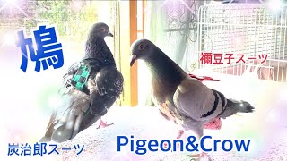 鳩♪カラス♪鬼滅カラーの中にくまモン(;^ω^)2021/2/10撮影