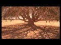 The Blessed Tree Prophet Mohammad S Tree شجرة النبي عليه الصلاة والسلام 