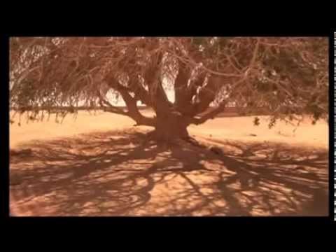 The Blessed Tree Prophet Mohammad S Tree شجرة النبي عليه الصلاة والسلام 