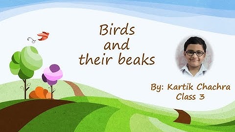 Interesting Facts: Birds & their Beaks