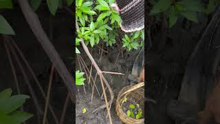 Catching Crab Near Mangrove forest After Water Low Tide |  BONG VATH | fishinglife seafood