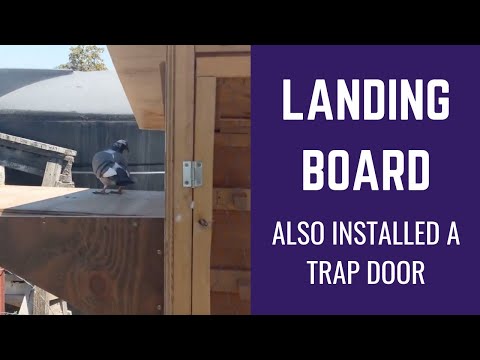 Racing pigeon trap door and landing board - construction tips