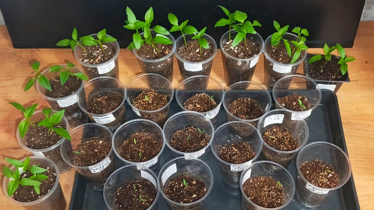 Это средство работает! Неожиданно быстрые всходы томатов и перцев.