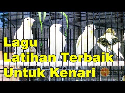 Video: Cara Mengajari Burung Kenari Bernyanyi