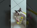 car happily playing #cat