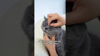 Are u stiil using your hands to remove eye discharge. How ‘bout try this pet eye wipes#pawsono
