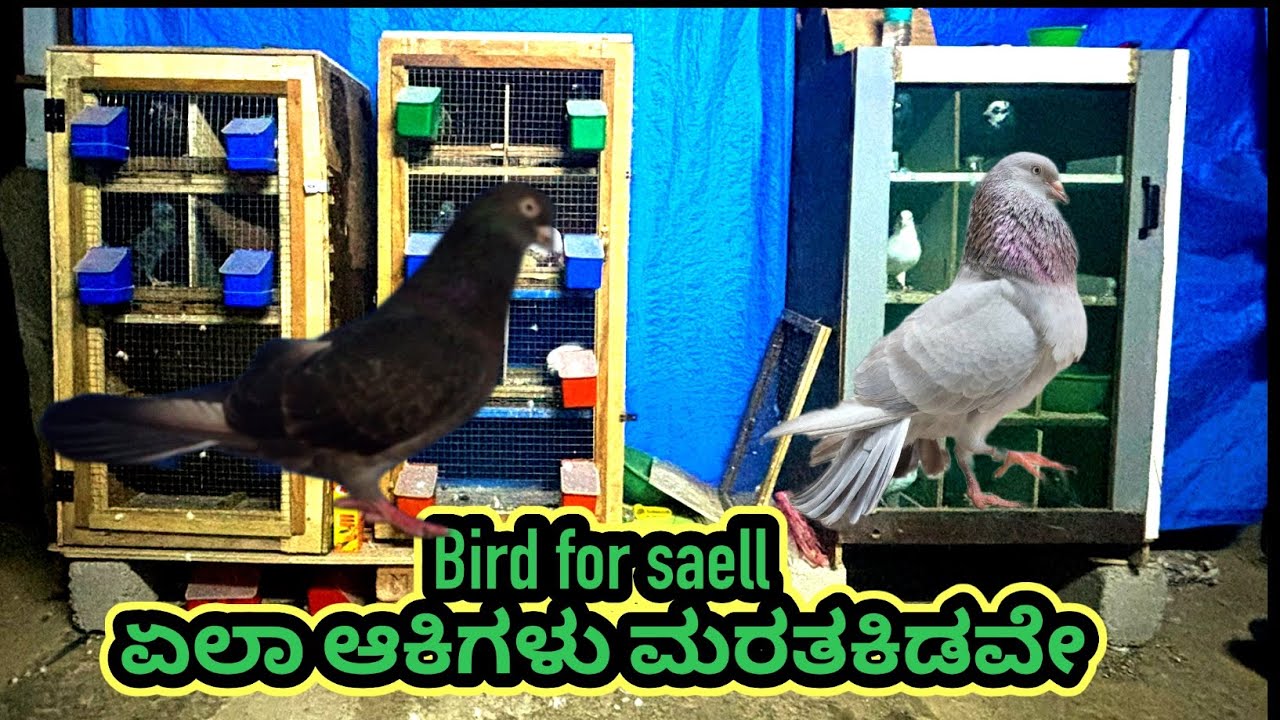 For sell in Birds #pigeon #forsale ಎಲ್ಲಾ ಹಕ್ಕಿಗಳು ಮಾರಾಟಕ್ಕೆ ಇದ್ದಾವೆ ||full details description ||