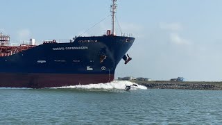 Beautiful video of dolphins escorting a cargo ship out to sea.