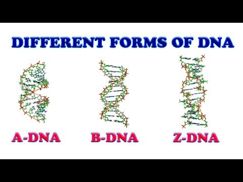 Difference between A-DNA, B-DNA & Z-DNA