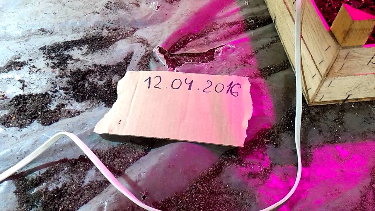 Сравнение светодиодов для рассады.50 ватт холодный и 50 ватт полный спектр.