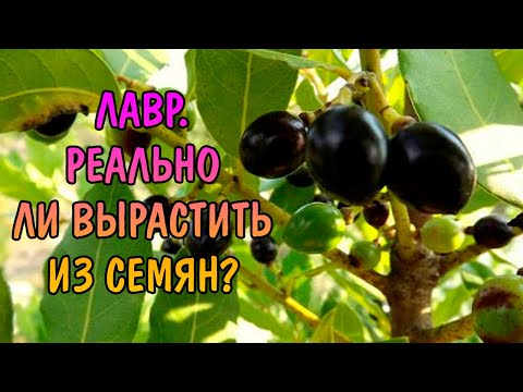 ЛАВР. РЕАЛЬНО ЛИ ВЫРАСТИТЬ ИЗ СЕМЯН? СОДЕРЖАНИЕ ДОМА.