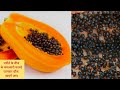 क्यों है पपीते के बीज सोने से भी महंगें? पपीते के बीज चबाने के फायदे Benefits of Papaya Seeds