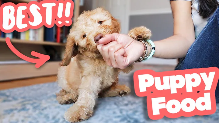 HOW TO FEED A PUPPY 👉 Everything you need to know! - DayDayNews