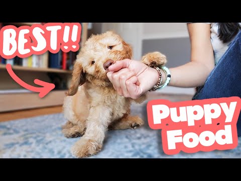 Video: Puppy Nutrition: ¿Cuál Es La Mejor Comida Para Cachorros Y Más?