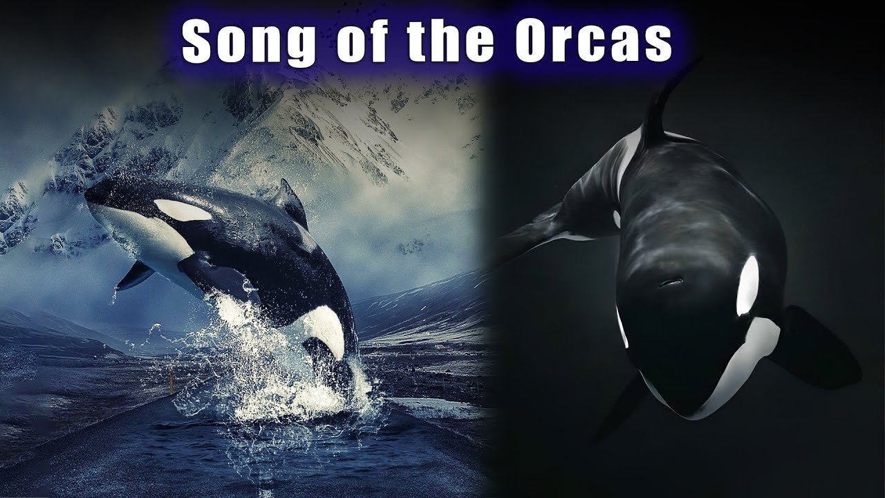 Original 13 Mothers ~ Creator's Golden Harmonics of Love ~ SIRIUS ENERGY GATEWAY ~ Song of the Orcas
