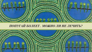 Попугайчик чихает, тяжело дышит, лежит на присаде. Что будет если не лечить попугая?