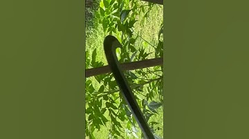 Tôi làm con dao quắm phát rẫy bằng thép vòng bi tàu thủy chặt cây như chặt chuối vậy thật hiếm gặp