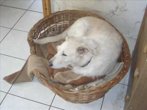 Abschied von meinem Hund Sunny :'| ( Frei.Wild - Nur das ...