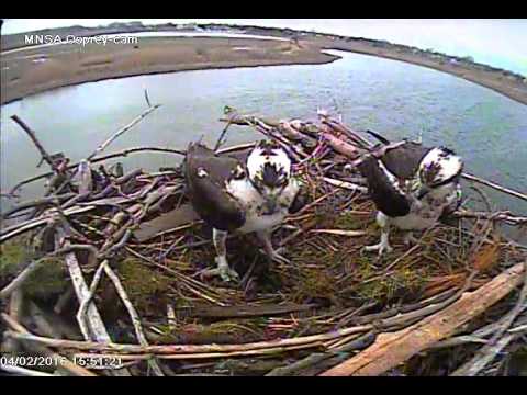  MNSA Snow Craft Osprey-Cam: 4/2/16 Bring in a Branch