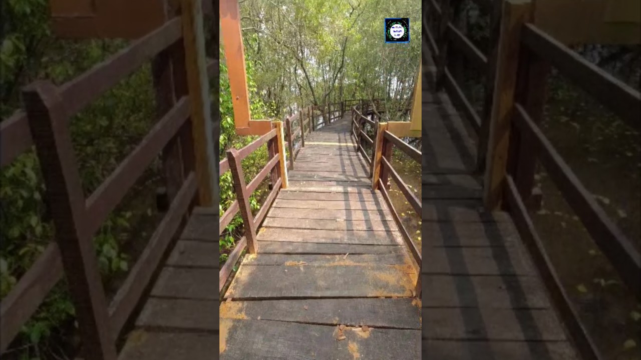 Exploring Mangrove Forest in Karwar, Coastal Karnataka 🌳🛶 