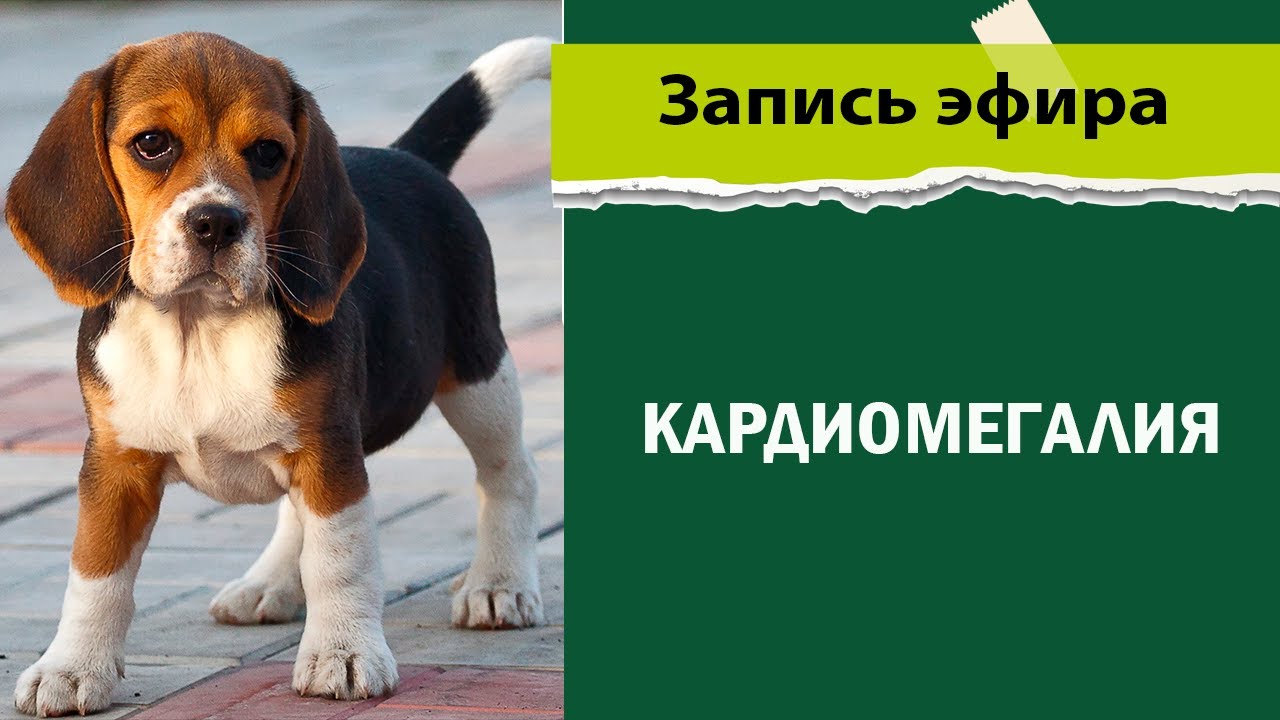 кардиомегалия