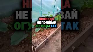 Никогда не поливай так огурцы погубишь весь урожай