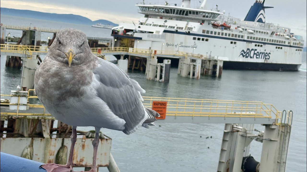 tsawwassen-to-swartz-bay-aboard-spirit-of-vancouver-island-bc