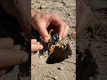 Inside a Scorpion Colony: POV Footage Like You’ve Never Seen!”#scorpion #shorts #hiddenworld