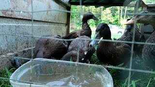 Say No To Messy Ducks - Trailer