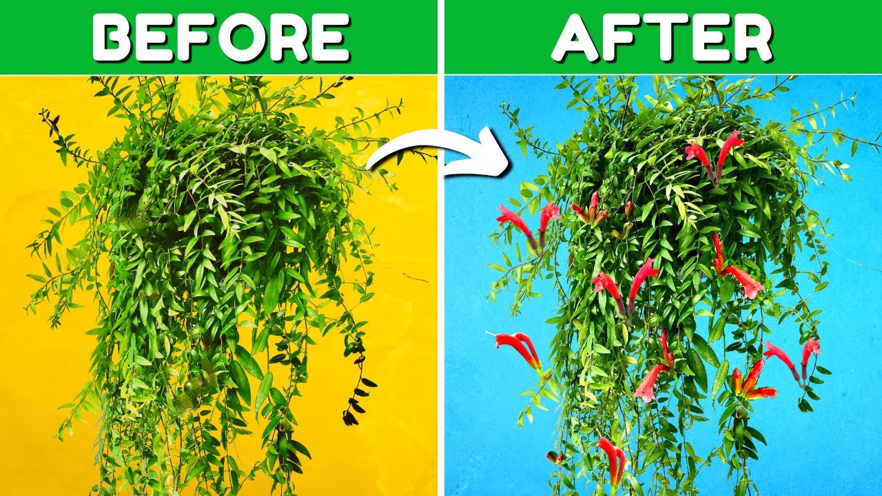 My Lipstick Plant Constantly Flowers Now I Do This