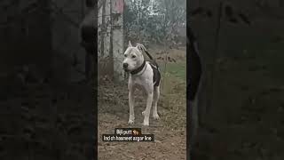 Pitbull Dog Bijli Putt Fighter Blood Line Imported From Punjab