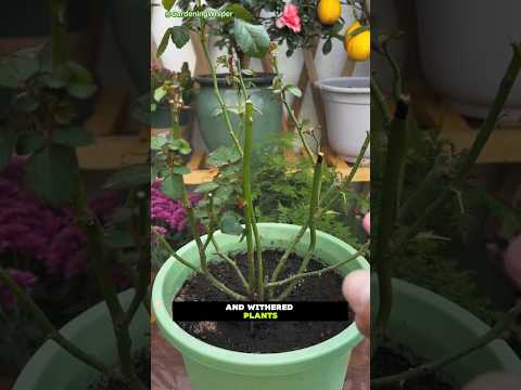 🌱 Secret Hack!