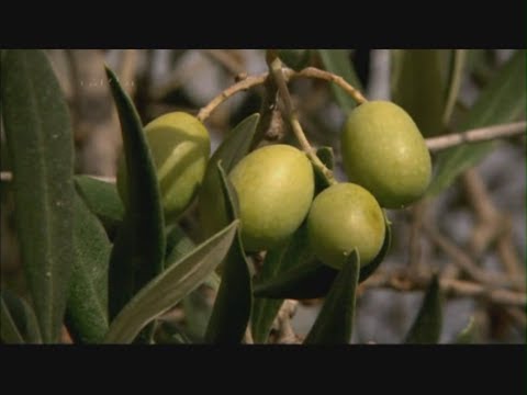 تصویری: نحوه نگهداری روغن آفتابگردان