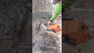 Woodworking project the technique of cutting down the largest tree #shortvideo #treecutting