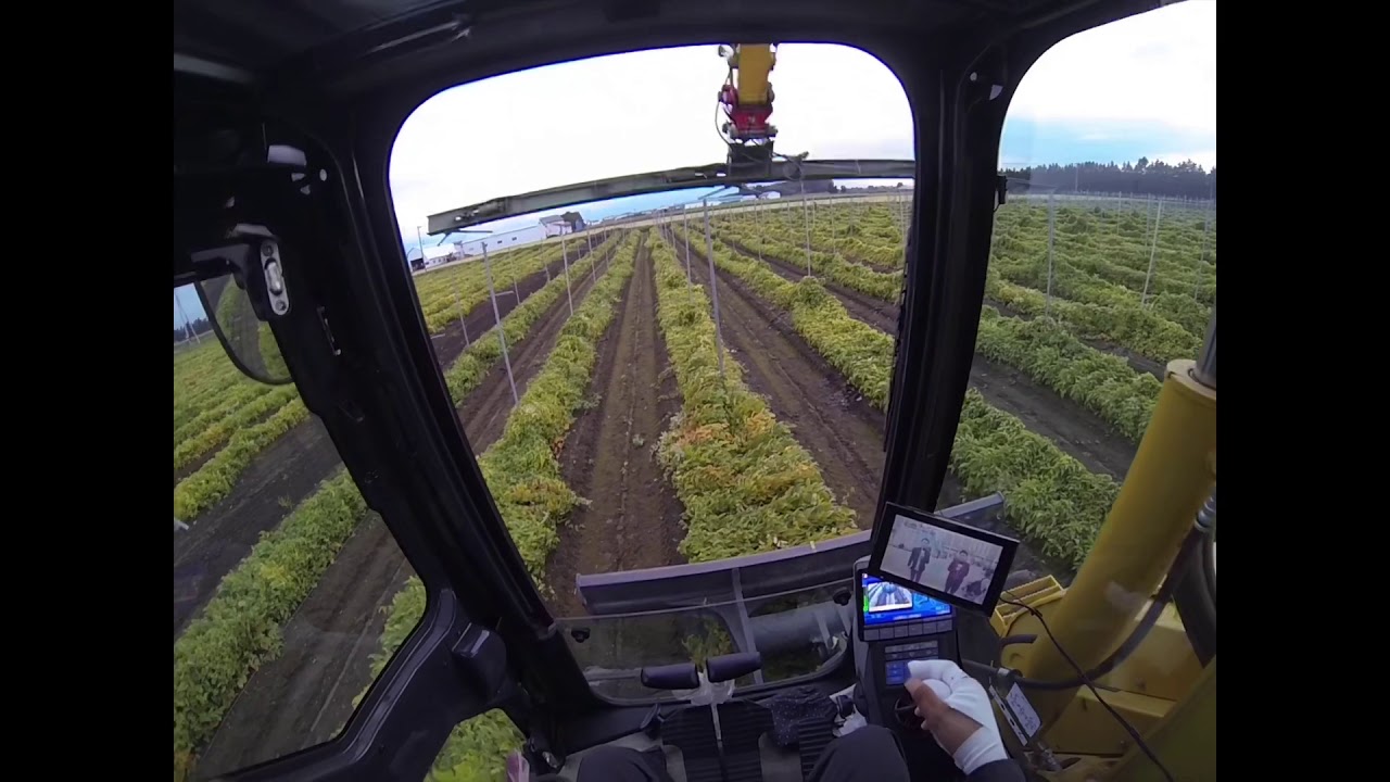 山芋　抜き苗　現品 山芋 抜き苗 現品 山芋 抜き苗 現品