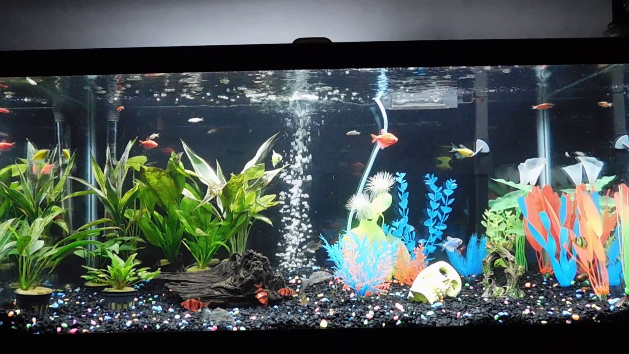 Glofish 40 gallon breeder white light mode 