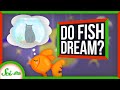 Do Fish Dream?