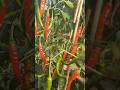 Cayenne peppers | easy to grow| prolific | best for patio garden #vegetablegarden #pepperharvest