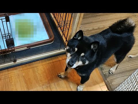 柴犬のトイレ事情。柴犬のトイレの躾は簡単?効果的なやり方は?【黒柴犬】【豆柴】【shiba inu】【トイレトレーニング】