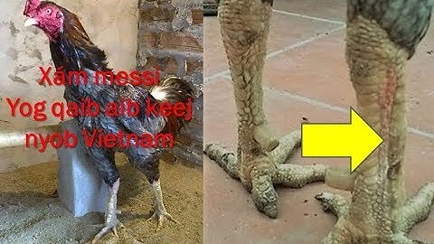 xam messi yog ib tug qaib keej nyob nyaj laj teb