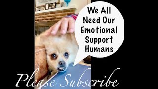 We all need emotional support sometimes, even Pomeranians. Share with your Emotional Support Human!