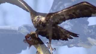 eagle.avi