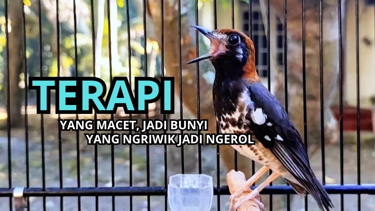 ANIS KEMBANG MANAPUN PASTI LANGSUNG NYAUT DENGAR PANCINGAN ANIS PUNGLOR INI, MASTERAN ANIS KEMBANG