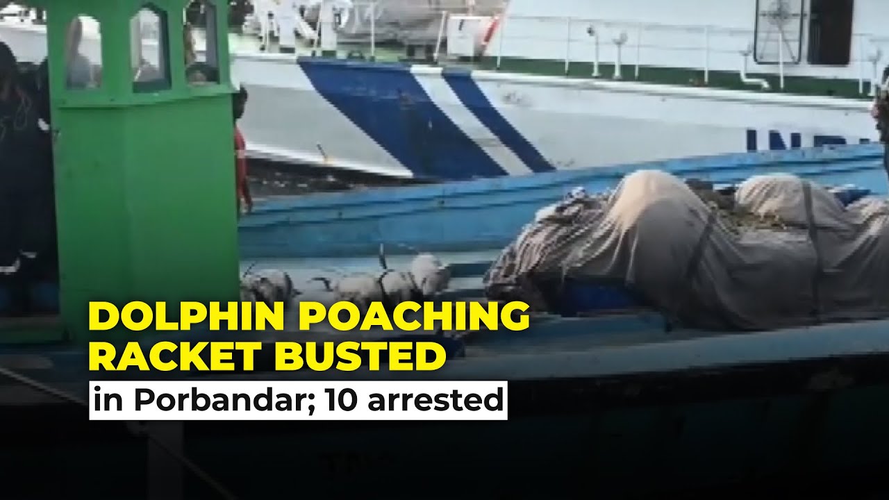 Dolphin poaching racket busted in Gujarat's Porbandar; 10 arrested