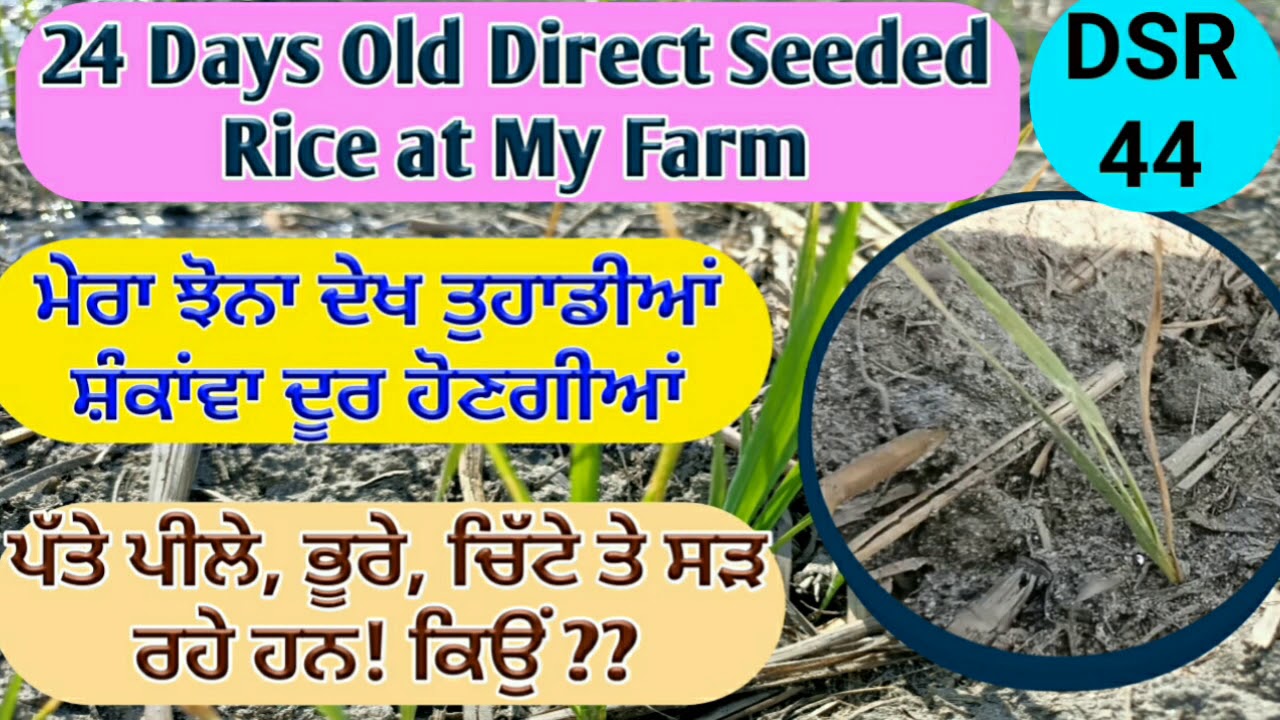 24 days Direct Seeded rice on my own farm (ਮੇਰਾ ਝੋਨਾ ਦੇਖ ਤੁਹਾਡੇ ਸਵਾਂਲਾ ...