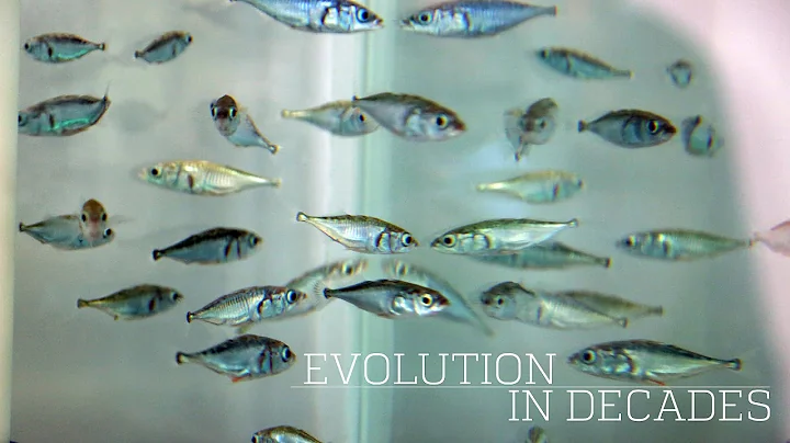 Evolution within decades