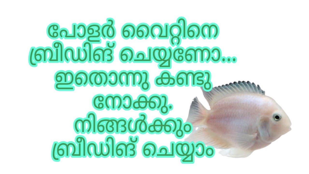 Polar White Fish Breeding Malayalam polar-white-fish-breeding-malayalam