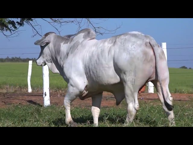 Lote 46   Leilão Touros Bela Alvorada Nelore Zan